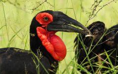 Ground Hornbill  202x84